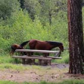 Review photo of Oregon Mine Campground by Patty R., July 2, 2018