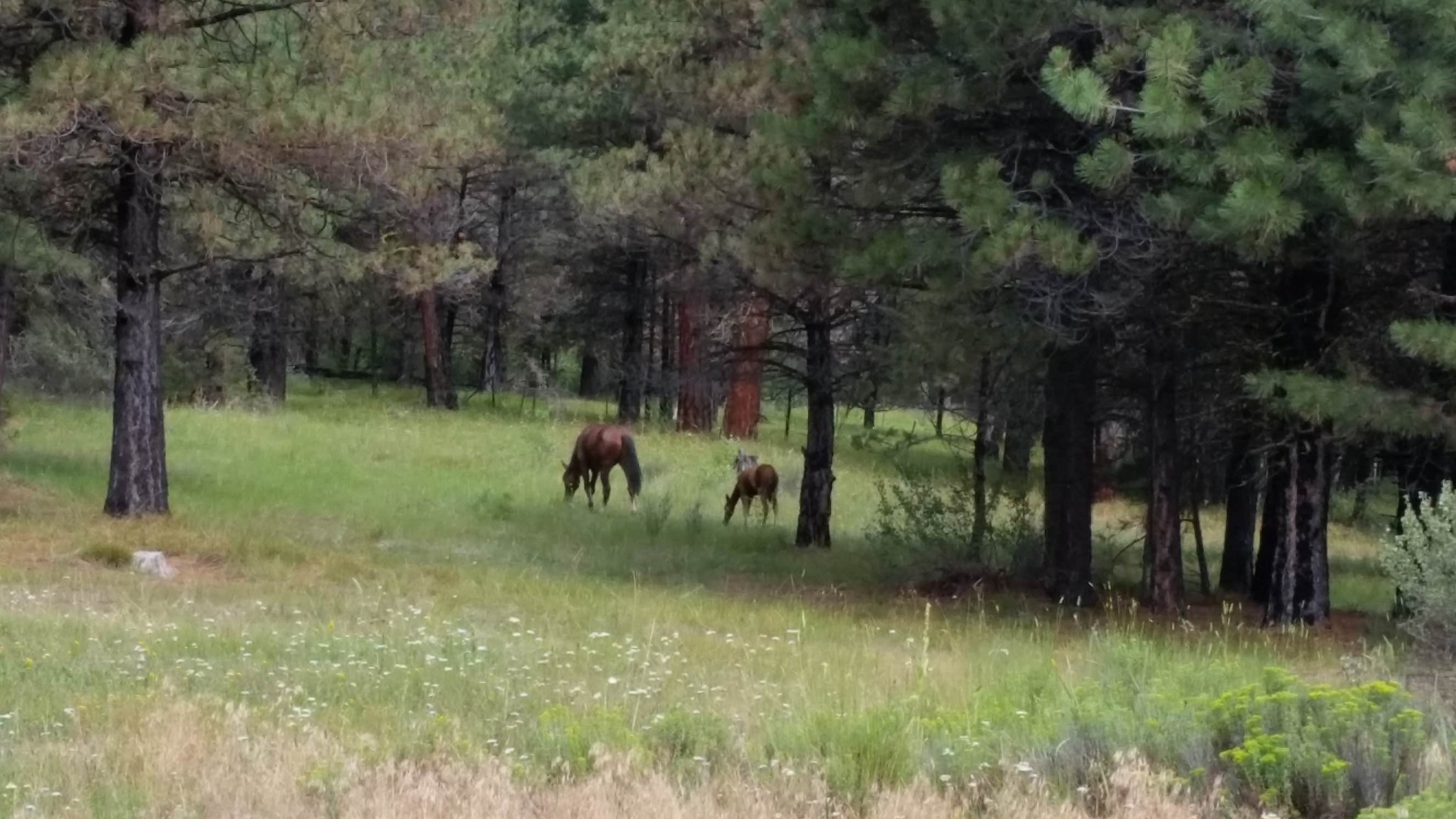 Camper-submitted photo at Oregon Mine Campground near Kimberly, OR