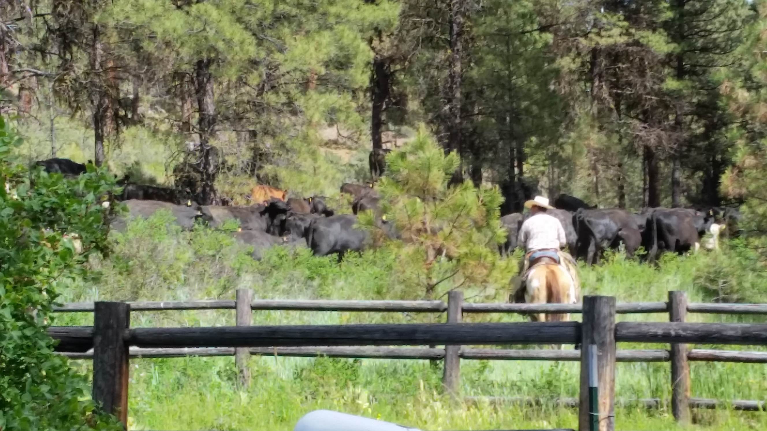 Camper-submitted photo at Oregon Mine Campground near Kimberly, OR