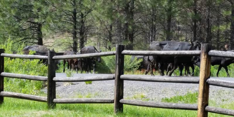 Camper submitted image from Oregon Mine Campground