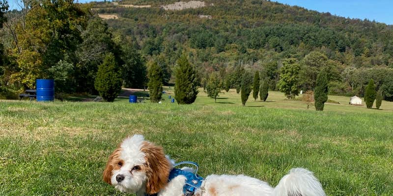 Camper submitted image from Blue Mountain RV and Camping Resort