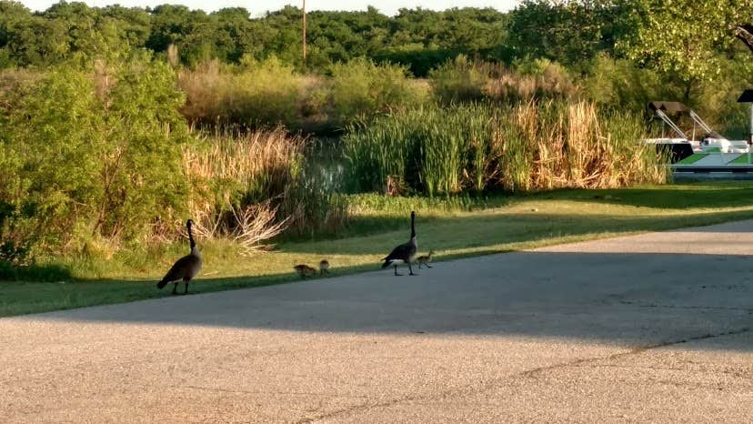 Camper submitted image from Lake Eddleman City Park - 4