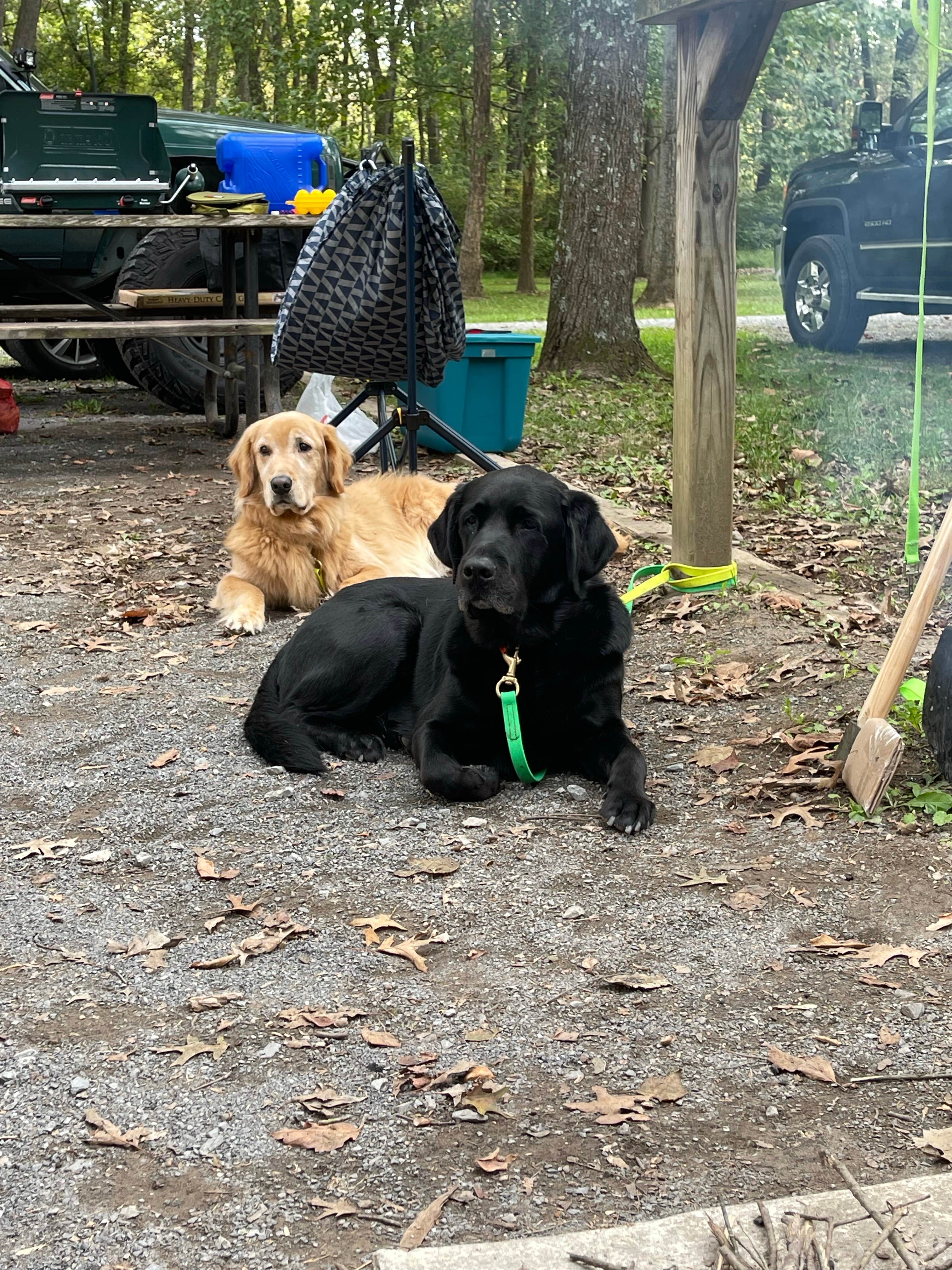 adrian F.'s photo of camping with pets at Fort Frederick State Park Campground near Big Cove Tannery, PA
