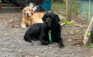 adrian F.'s photo of camping with pets at Fort Frederick State Park Campground near Martinsburg, WV