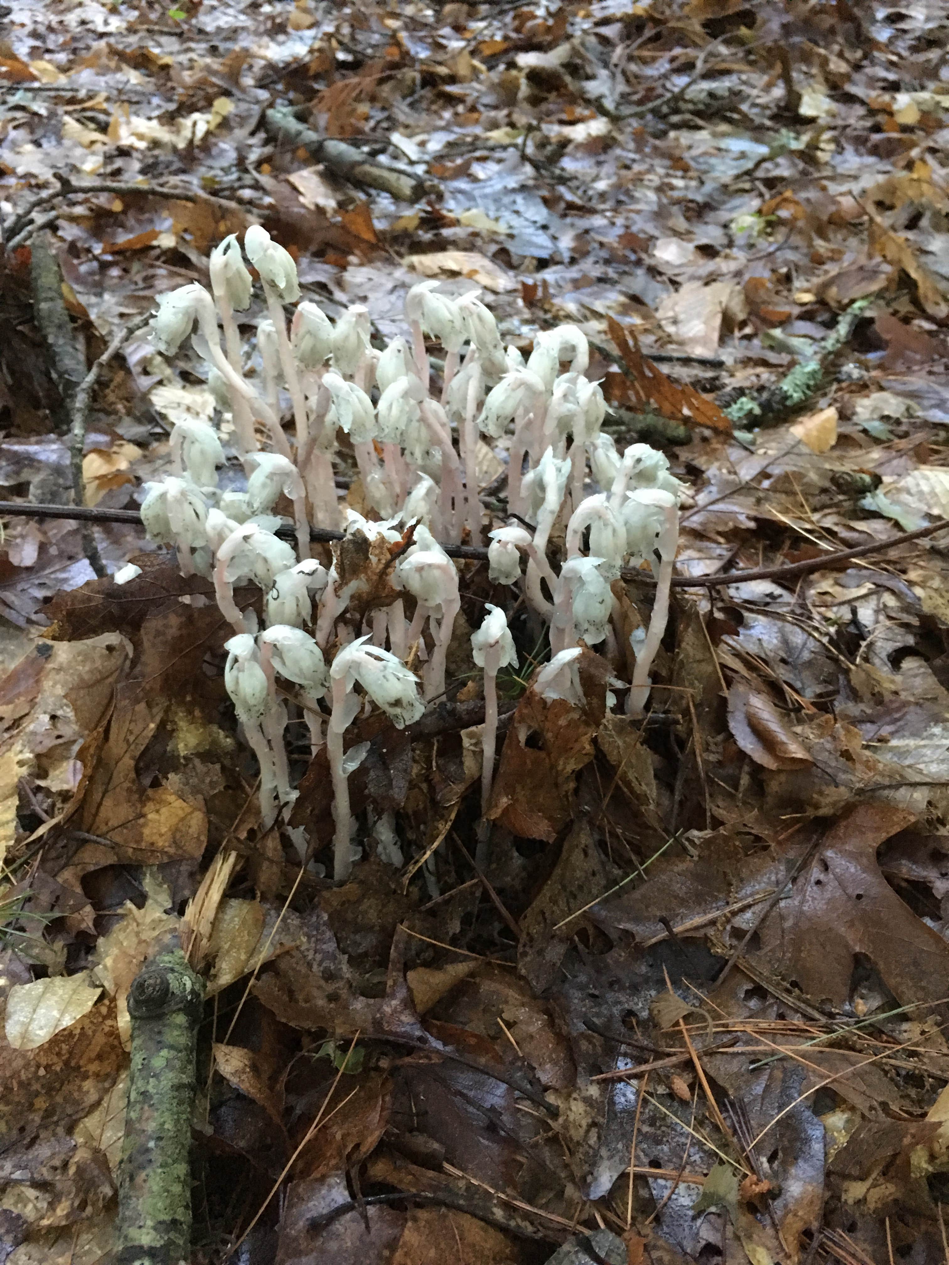 Camper-submitted photo at Wompatuck State Park Campground near Chelsea, MA