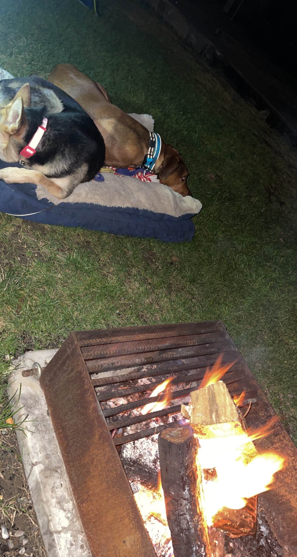 Taleah U.'s photo of camping with pets at Twin Falls-Jerome KOA near Jerome, ID