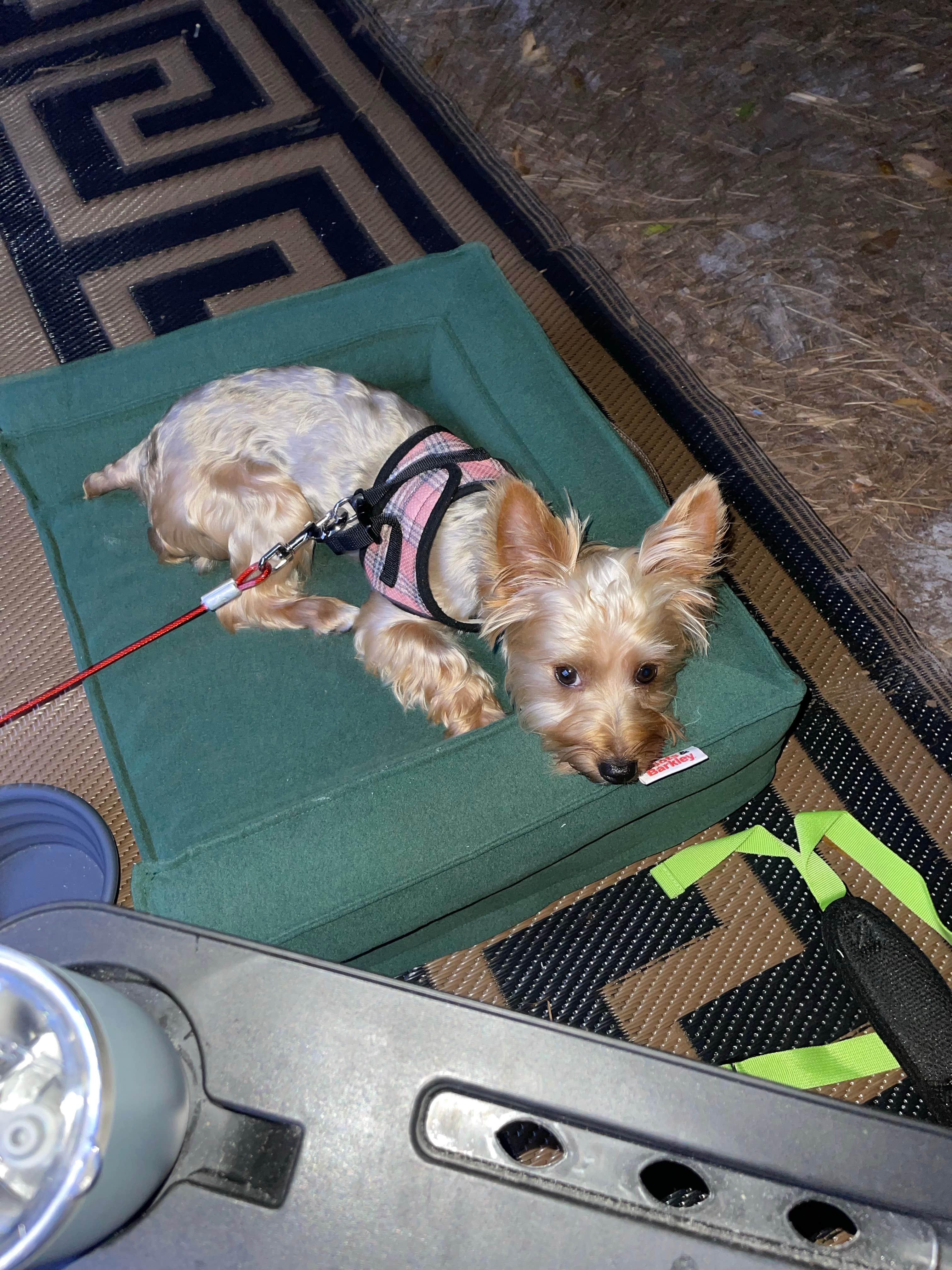 Hannah B.'s photo of camping with pets at Jekyll Island Campground near Brunswick, GA