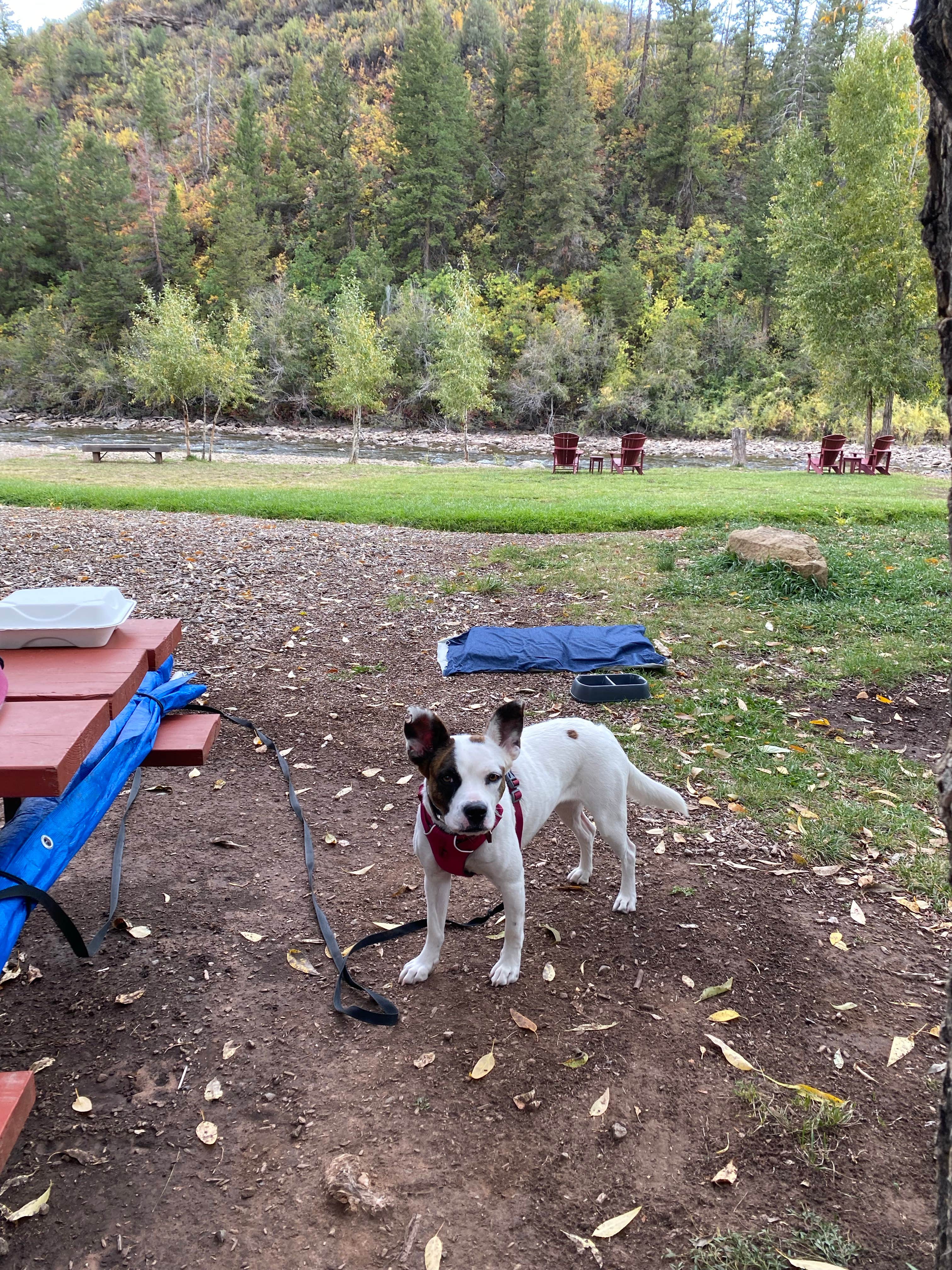 Victoria R.'s photo of camping with pets at Dolores River RV Resort by Rjourney near Cortez, CO