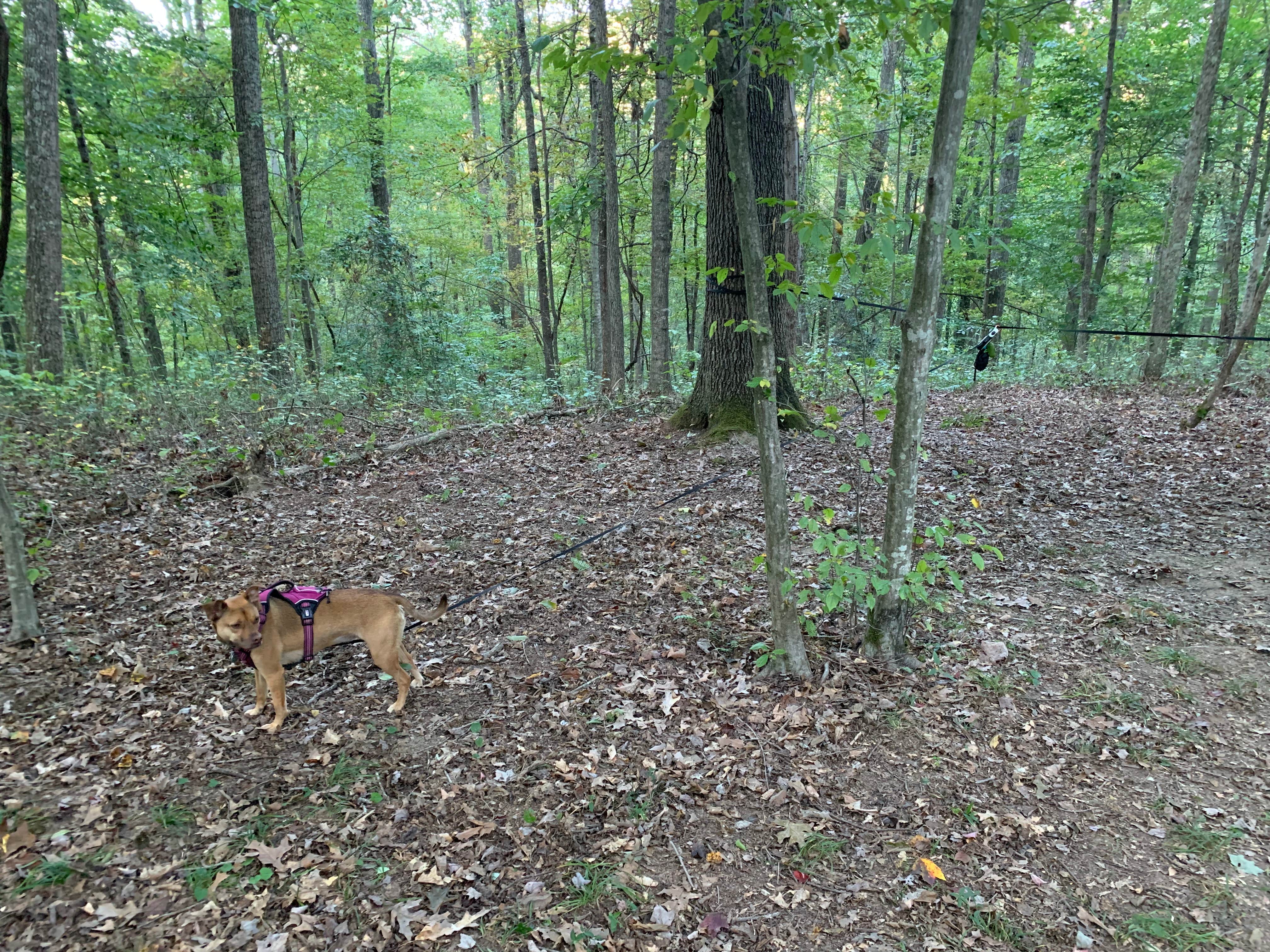 Georgina's photo of camping with pets at Chestnut Creek Campground near New River Gorge National River