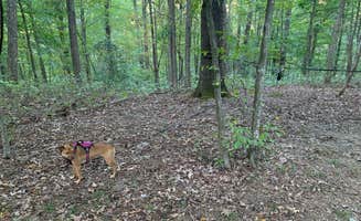 Georgina's photo of camping with pets at Chestnut Creek Campground near New River Gorge National River