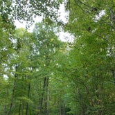 Review photo of Chestnut Creek Campground by Georgina , October 5, 2021