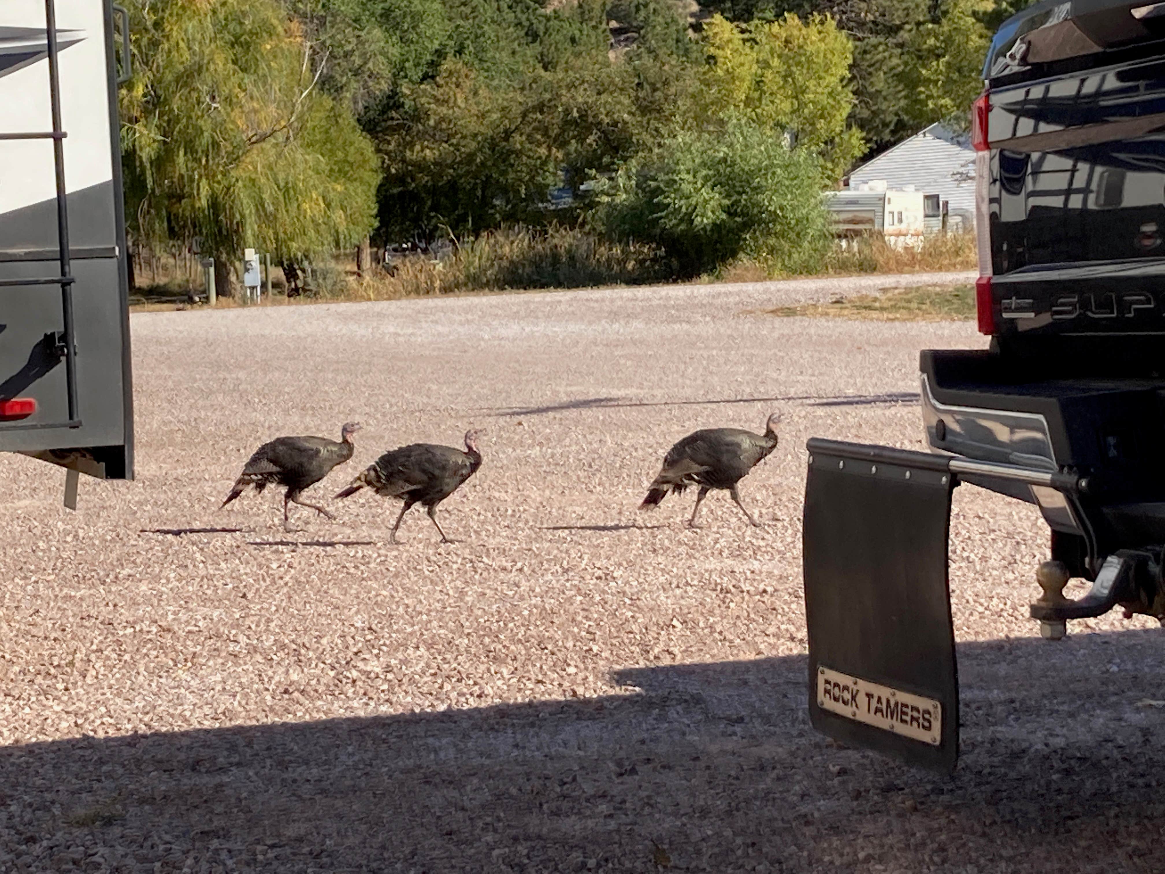 Camper submitted image from Crystal Park Campground - 5