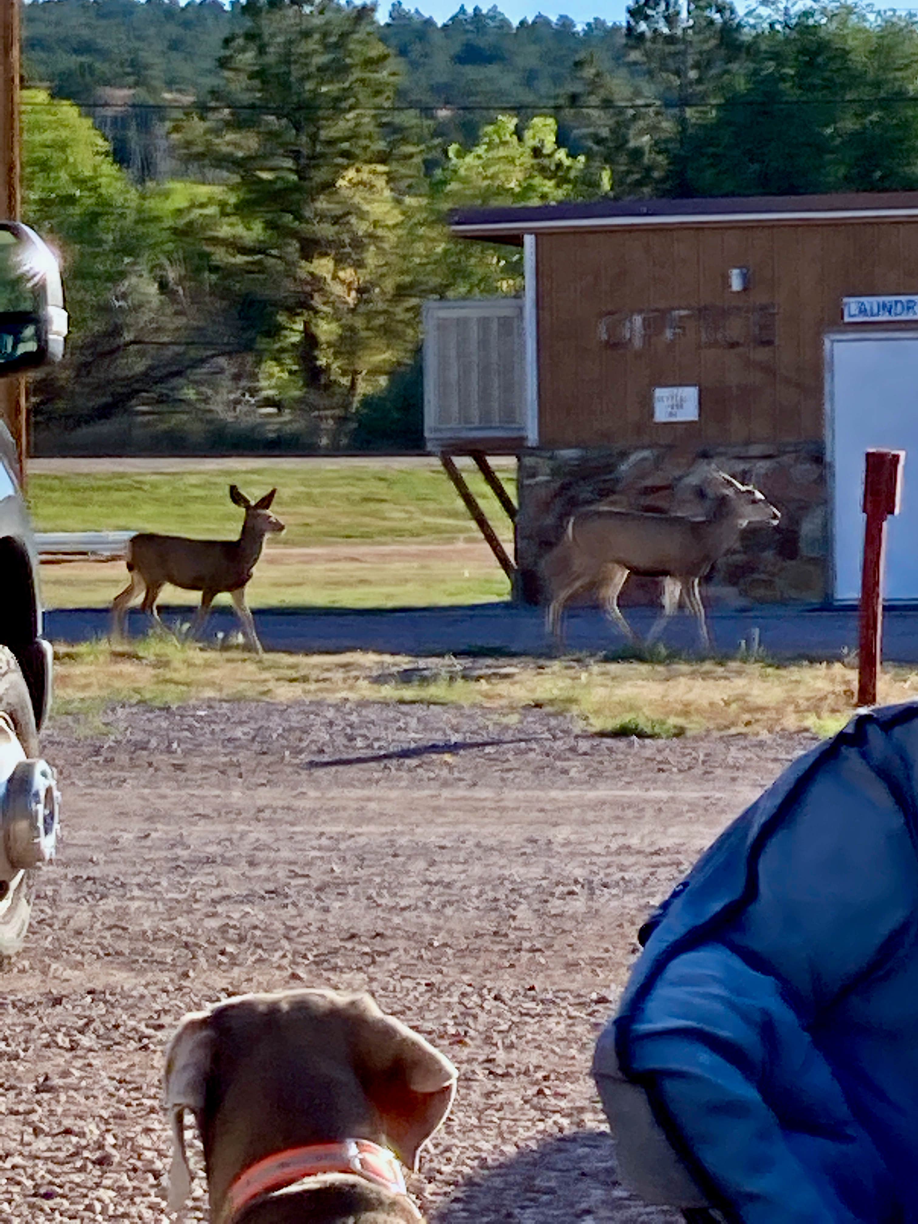 MickandKarla W.'s photo of camping with pets at Crystal Park Campground near Moorcroft, WY