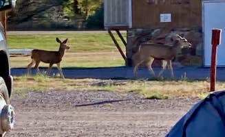 MickandKarla W.'s photo of camping with pets at Crystal Park Campground near Moorcroft, WY