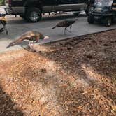 Review photo of Disney’s Fort Wilderness Resort & Campground by Scott B., October 5, 2021