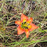 Review photo of Pine Grove Campground — Jonathan Dickinson State Park by Lauren W., October 5, 2021