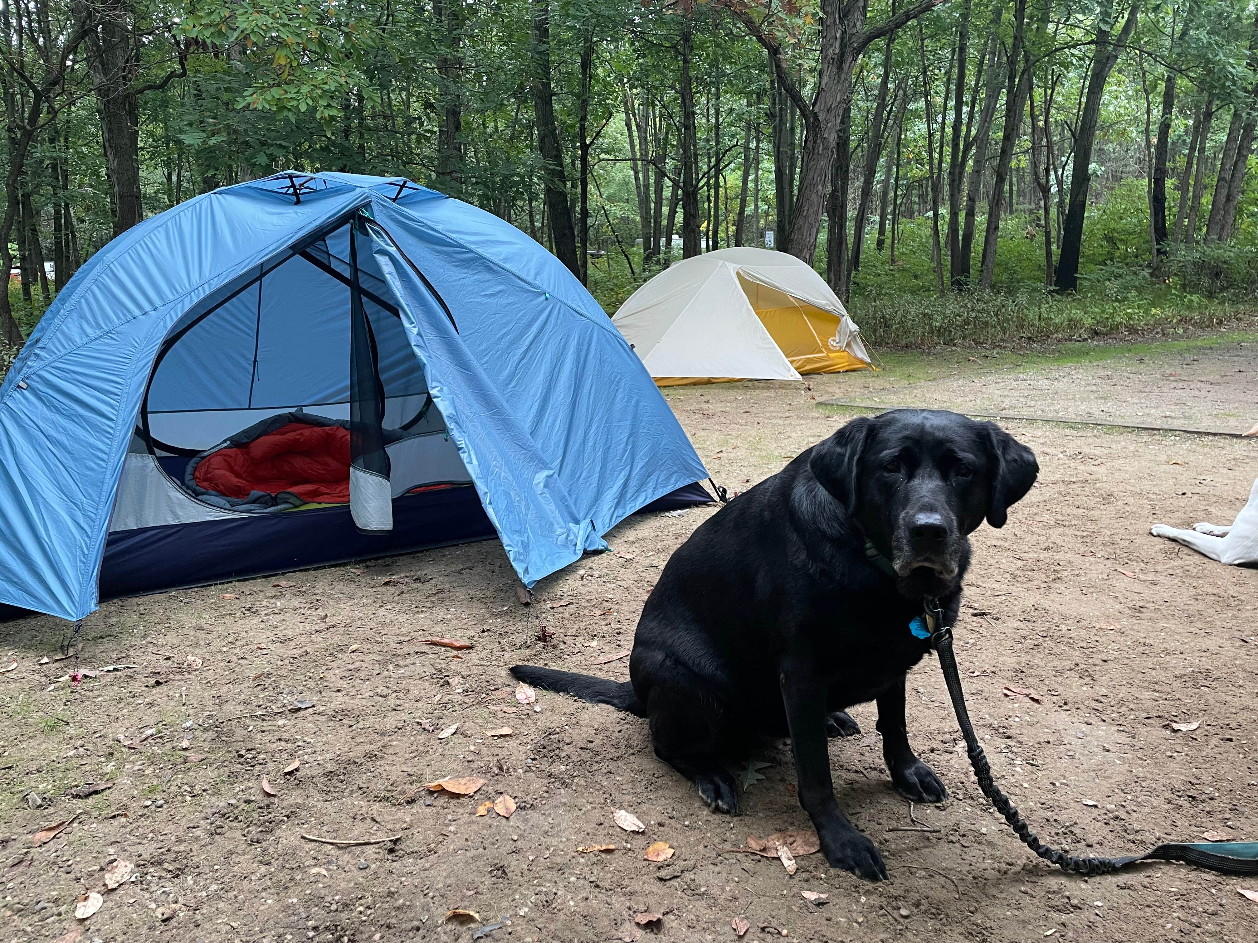 Elizabeth G.'s photo at Dunewood Campground — Indiana Dunes National Park near Hanna, IN