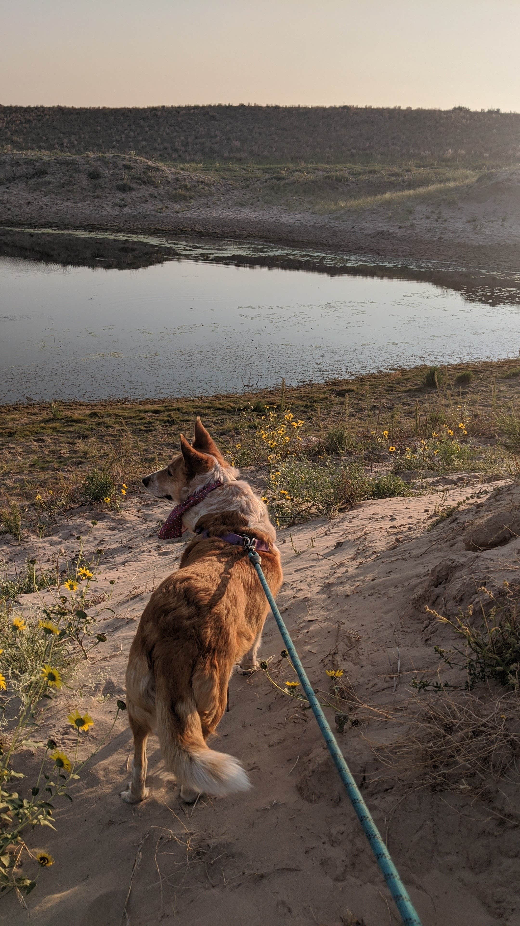 Katharine H.'s photo of camping with pets at Samuel R. McKelvie National Forest near Valentine, NE