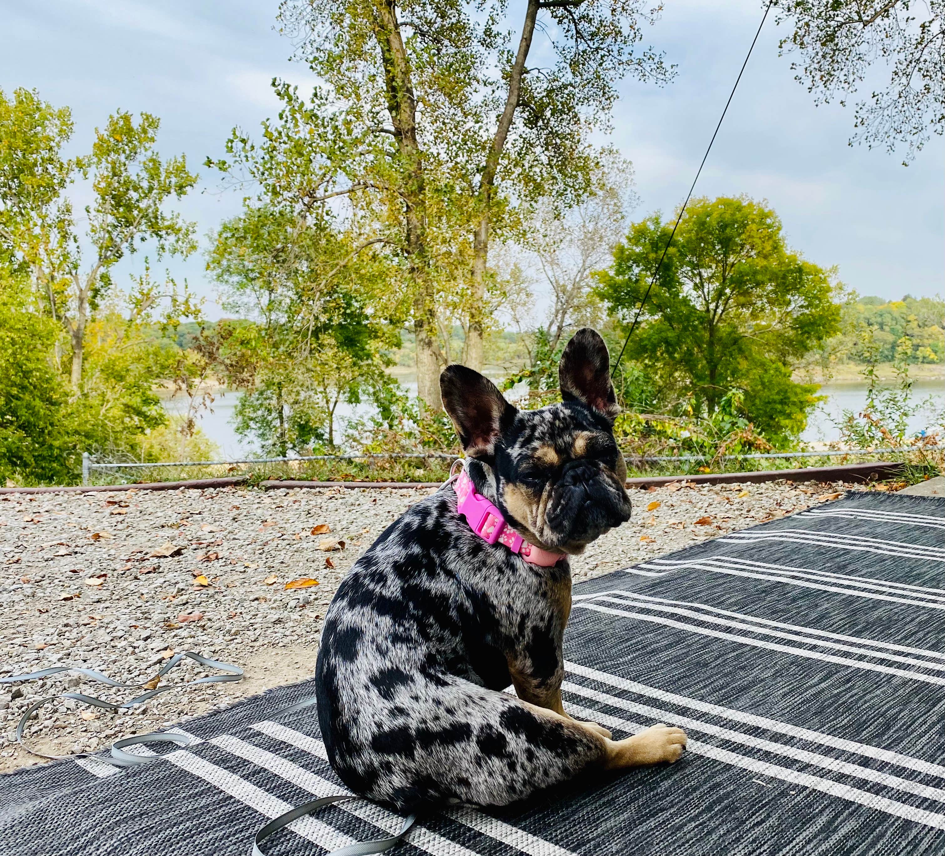 Tim M.'s photo of camping with pets at West Overlook Campground near North Liberty, IA