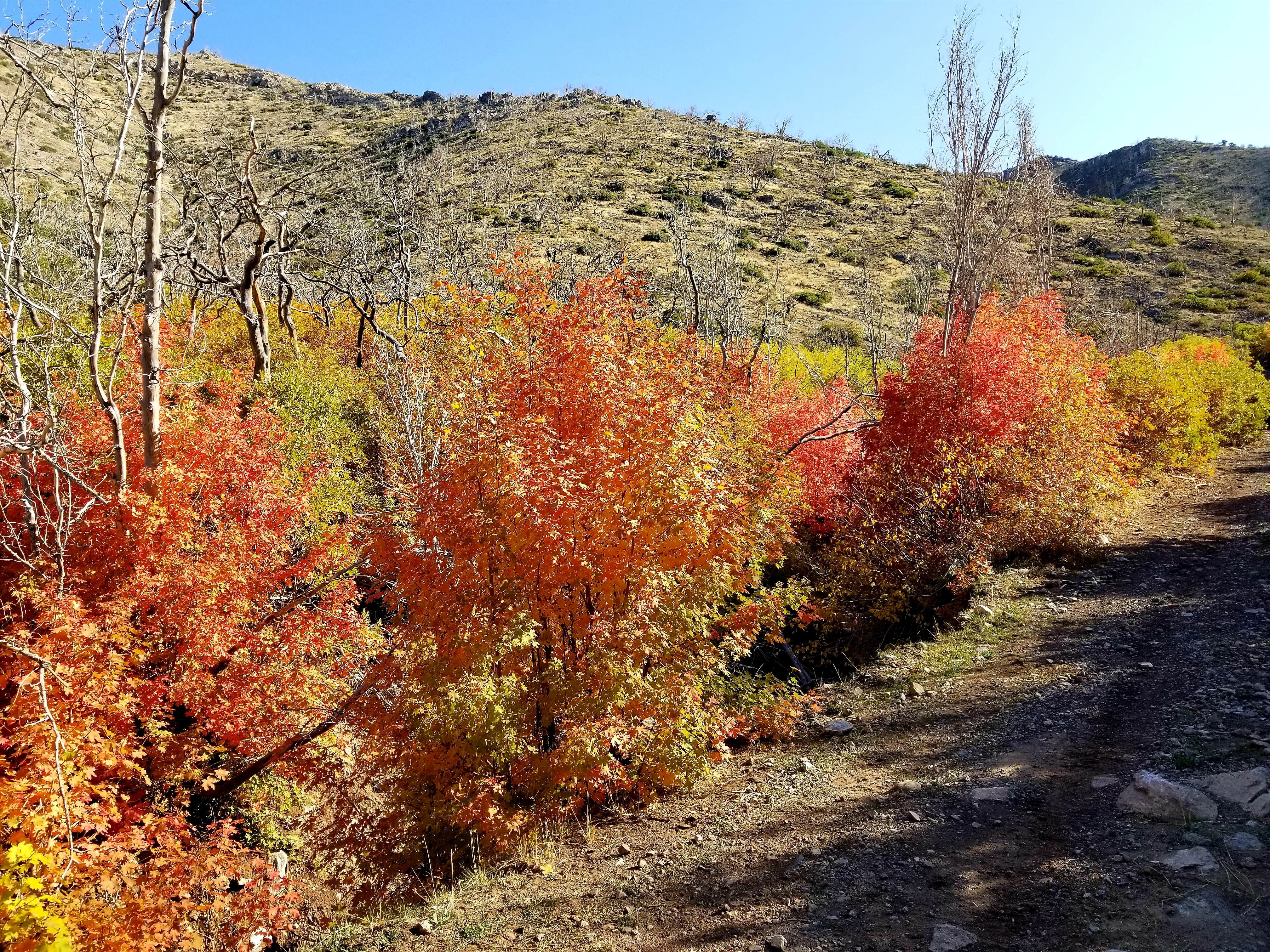 Camper submitted image from Whiskey Creek Road - Dispersed Site - 2