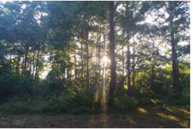 Camper-submitted photo at Vienna Maryland Wooded Campsite near Rehoboth Beach, DE