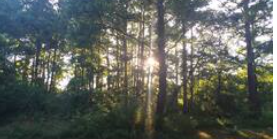 Camper submitted image from Vienna Maryland Wooded Campsite