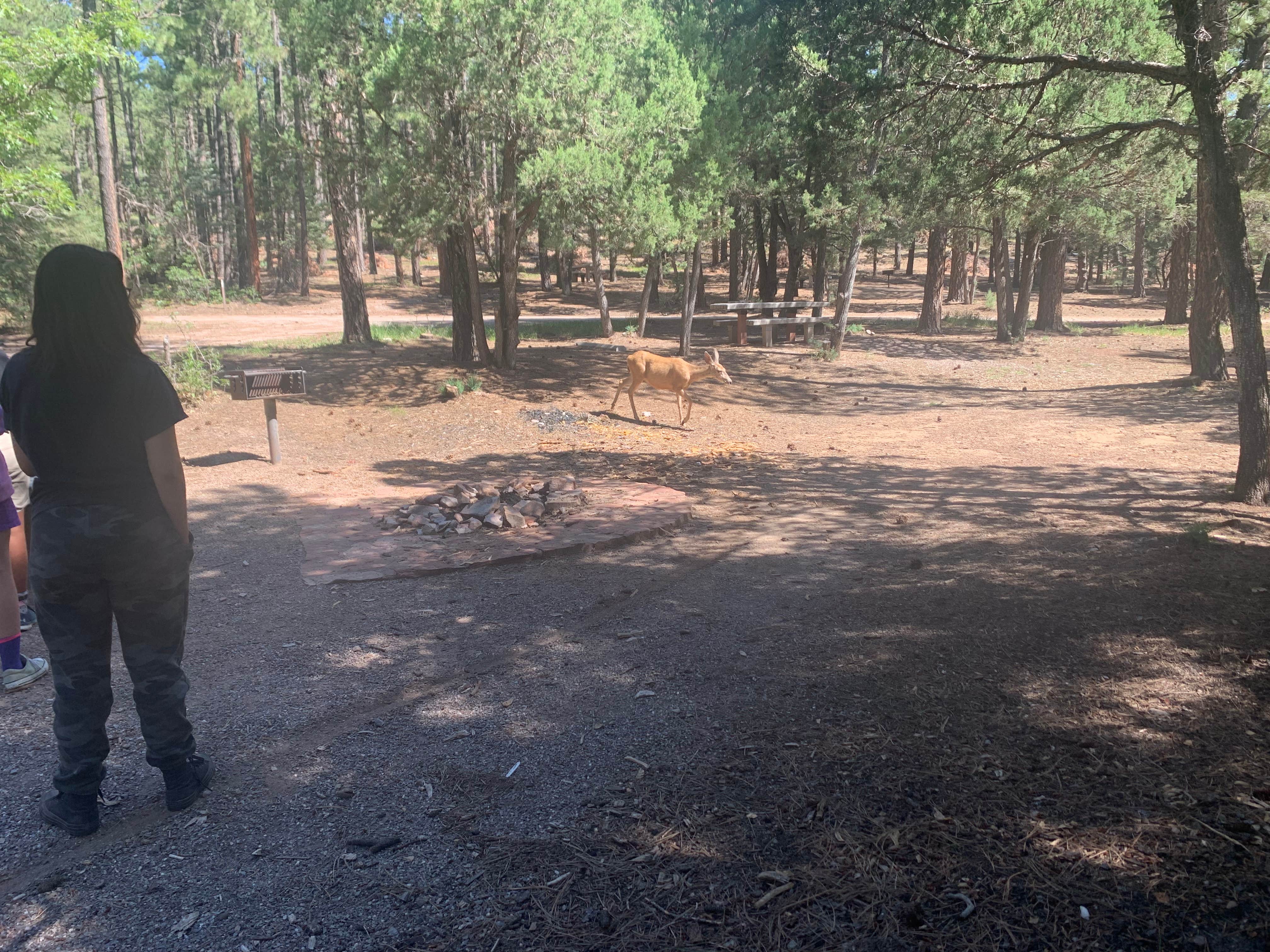 Camper-submitted photo at Red Canyon Campground near Cibola National Forest and Grasslands