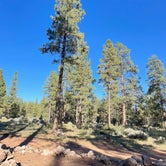 Review photo of Forest Service Road 328 Dispersed by Bruce F., October 6, 2021