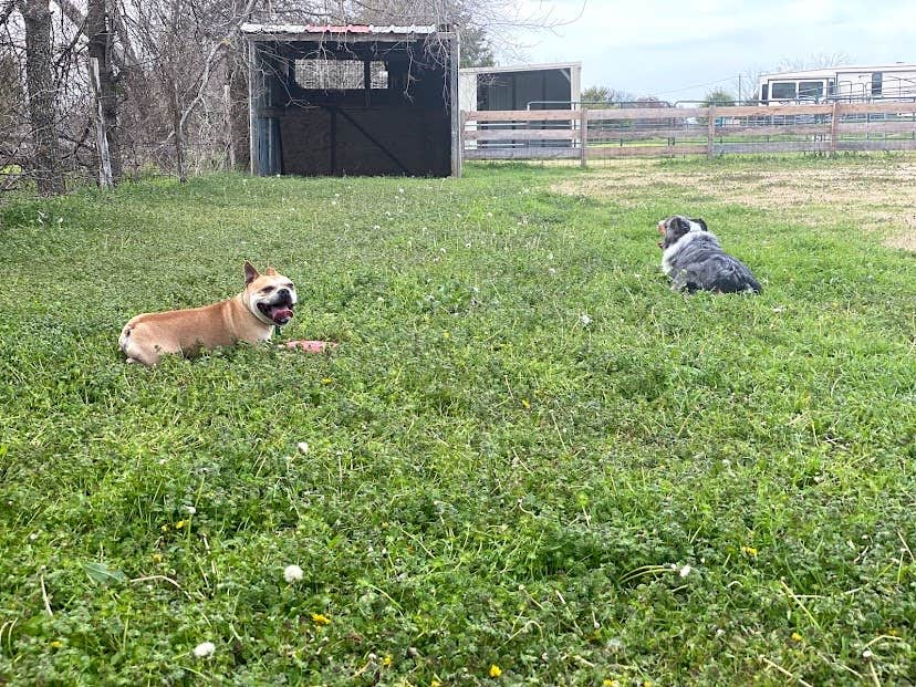 Alejandro G.'s photo of camping with pets at Hooves N Wheels RV Park near Burleson, TX