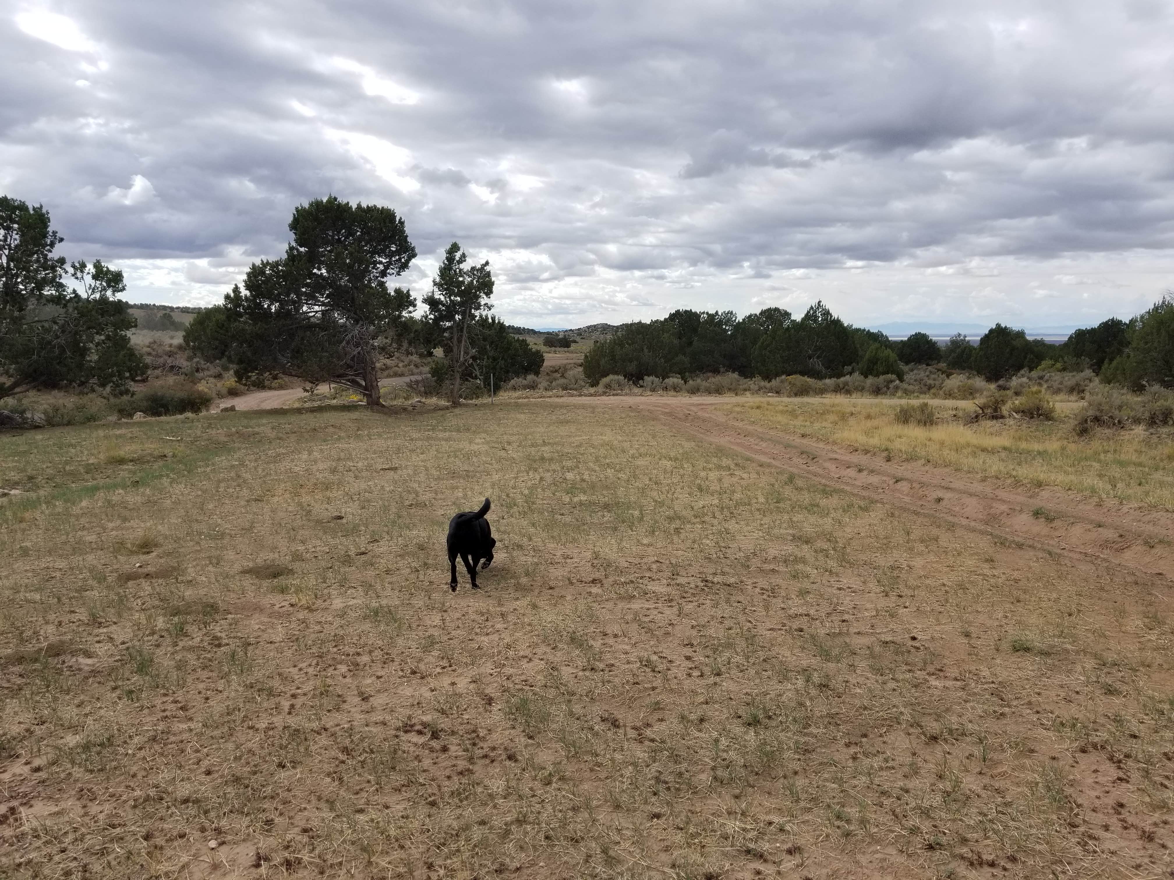 randy C.'s photo of camping with pets at Dispersed West Fork 8 Mile Road near Manti, UT