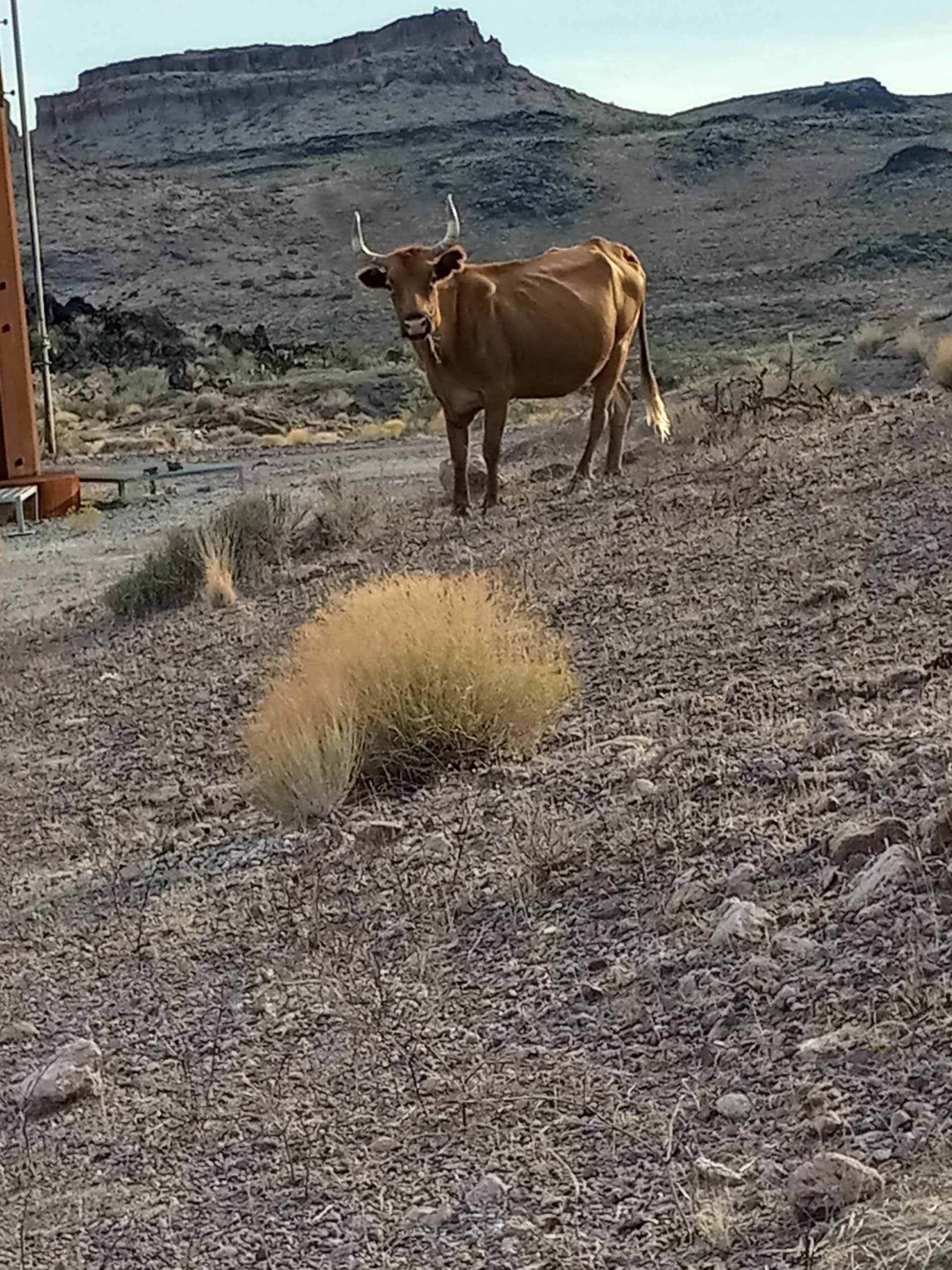 Camper submitted image from Cerbat Foothills Dispersed - PERMANENTLY CLOSED - 5