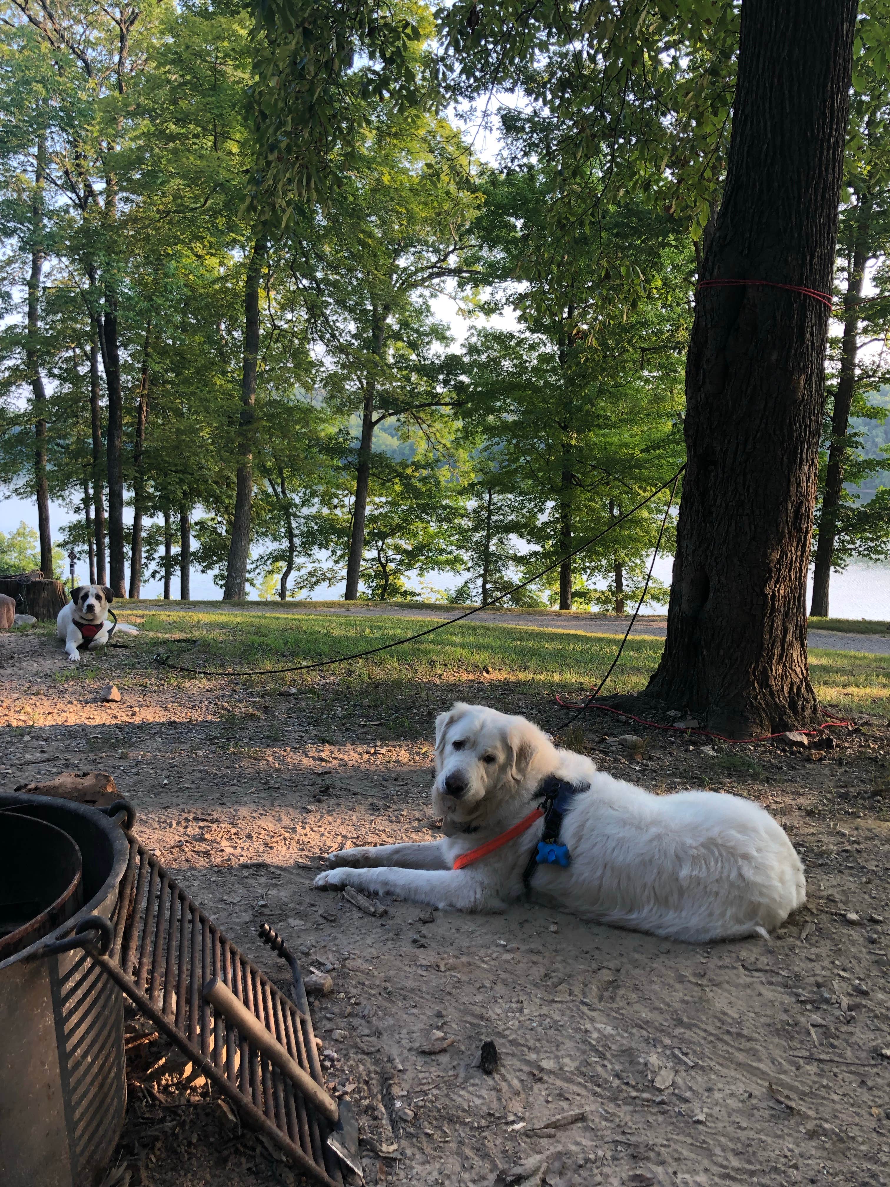 Kirstin A.'s photo of camping with pets at Birmingham Ferry/Smith Bay - LBL near Eddyville, KY