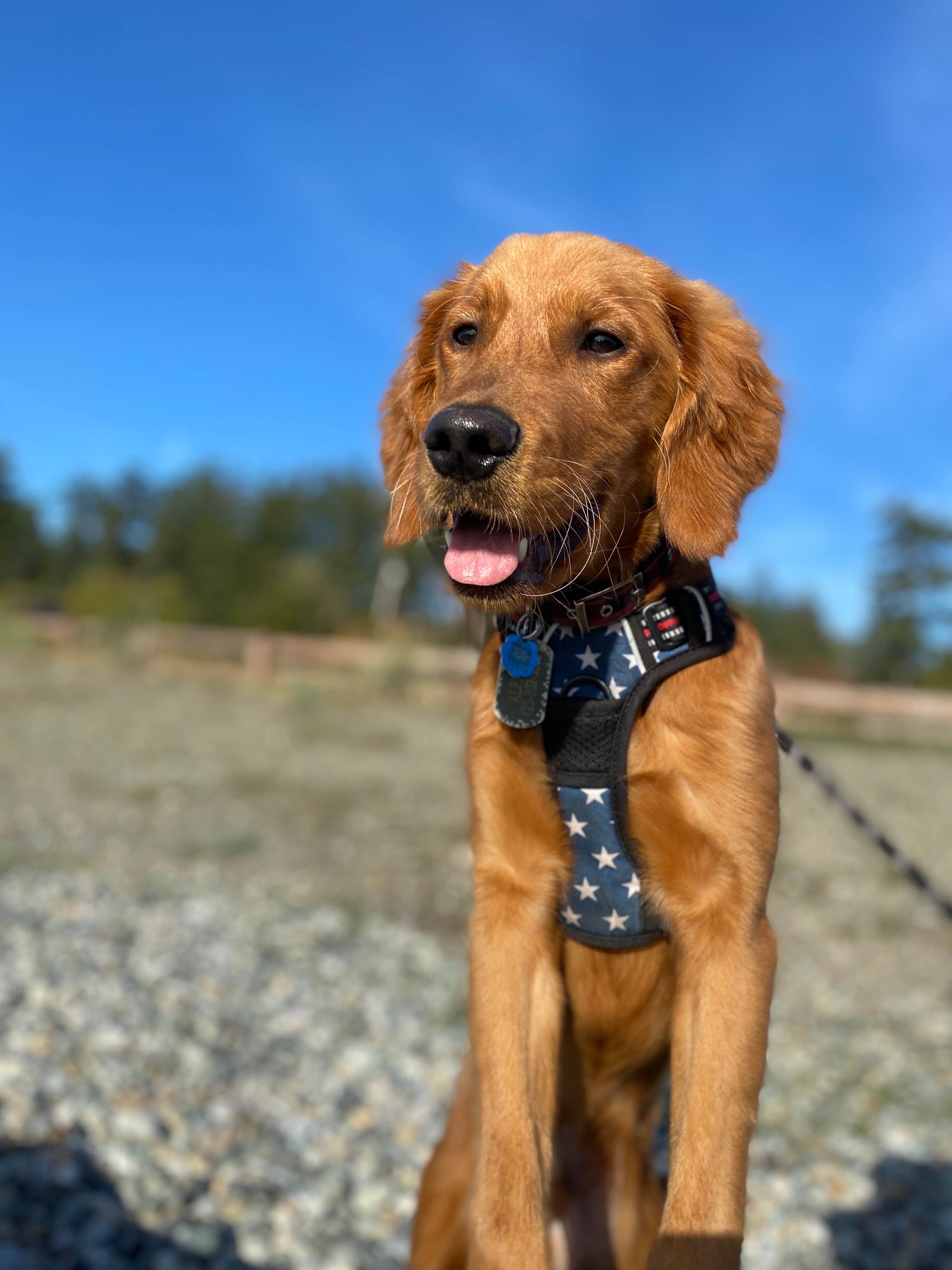 Jack's photo of camping with pets at Bay View State Park Campground near Bellingham, WA