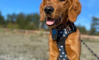 Jack's photo of camping with pets at Bay View State Park Campground near Clearlake, WA