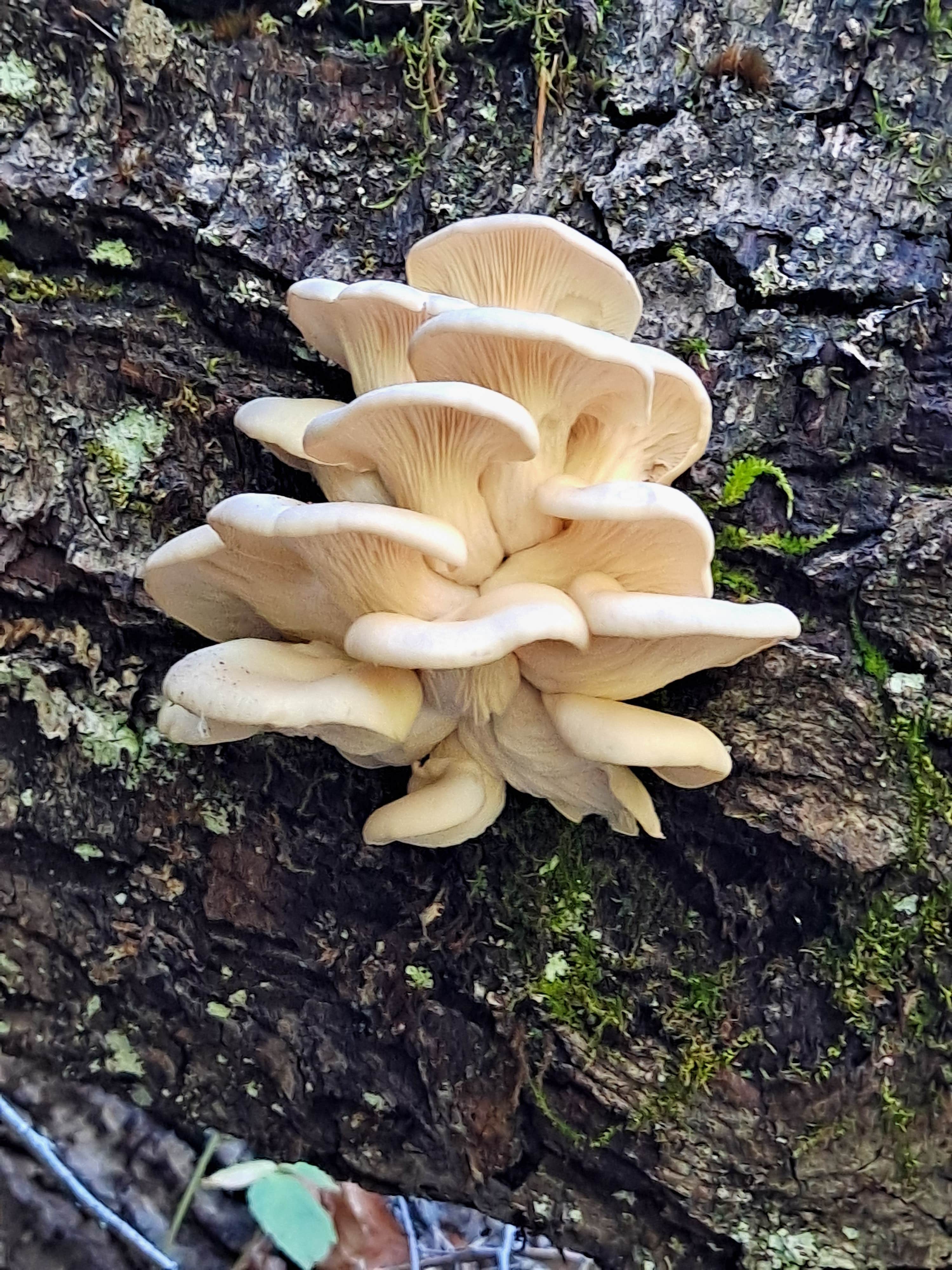 Camper-submitted photo at Cedar Pines Resort RV Park near Weed, CA