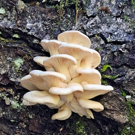 Oyster Mushrooms 🍄 😋