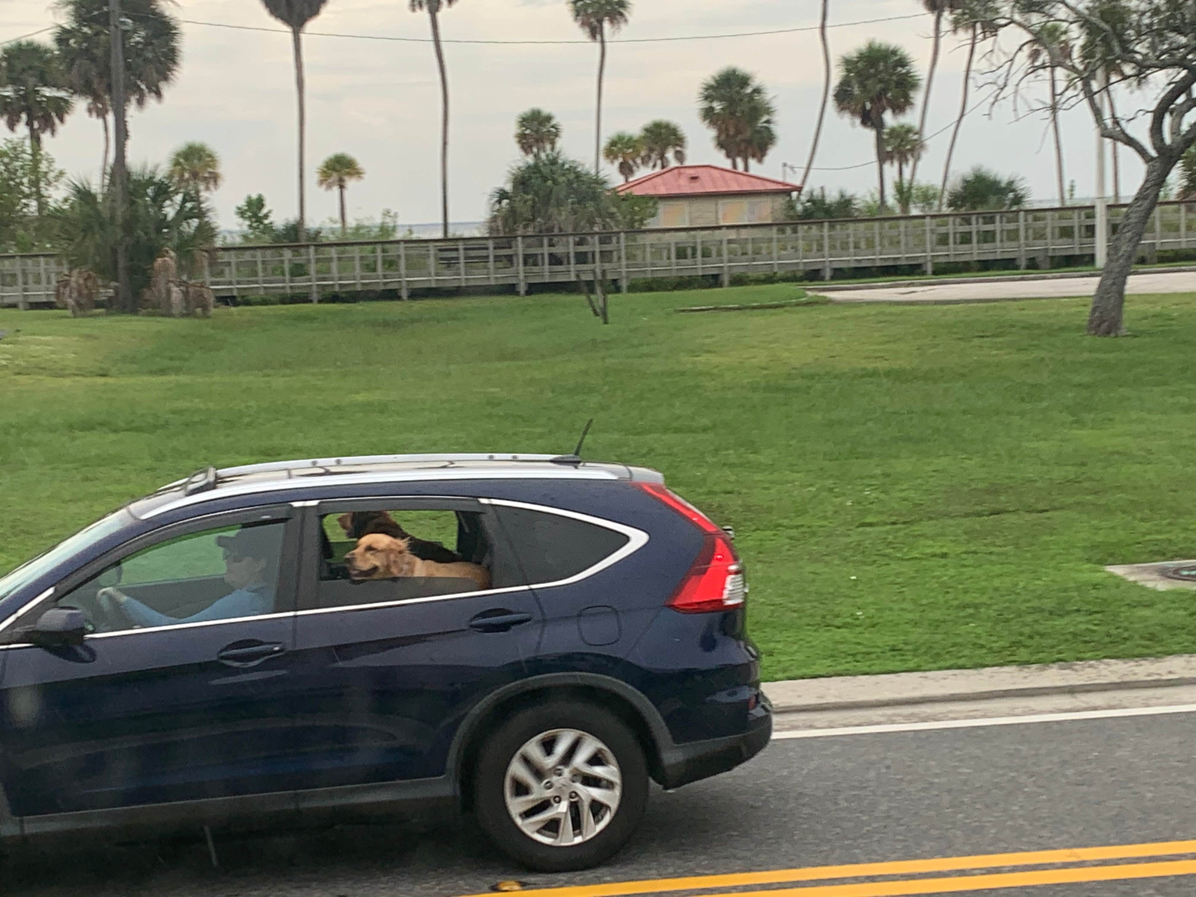 Michael F.'s photo of camping with pets at MacDill AFB FamCamp near Lithia, FL