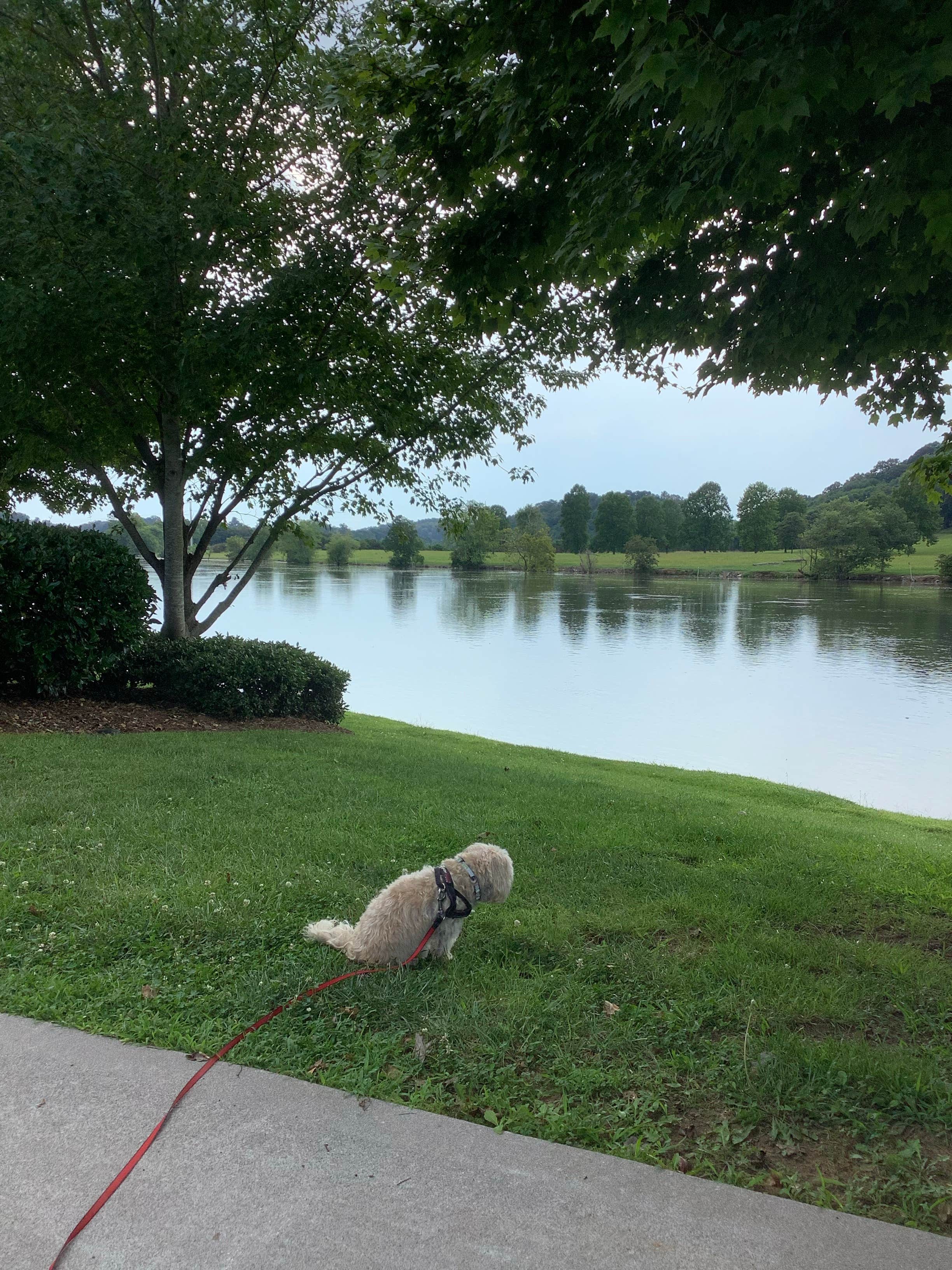 Michael F.'s photo of camping with pets at Two Rivers Landing RV Resort near Sevierville, TN