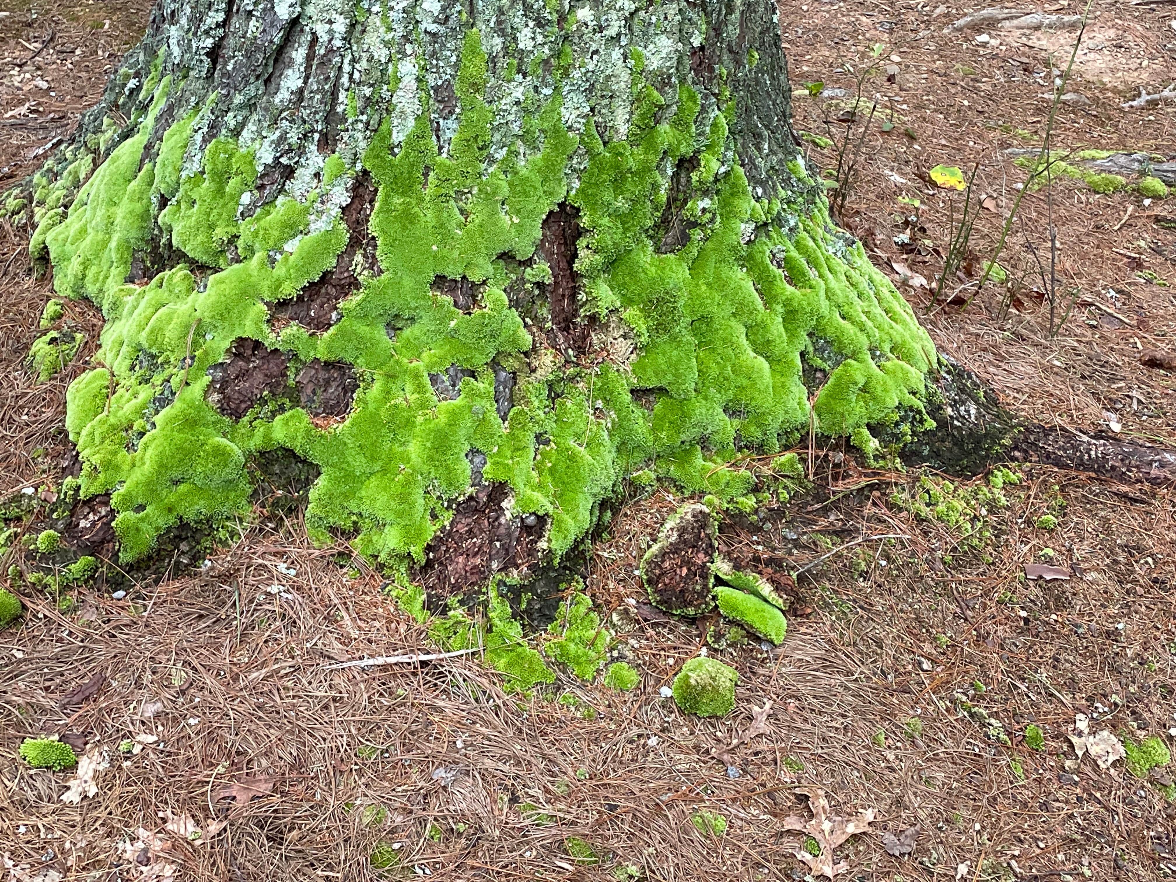 Camper-submitted photo at Fort Hamby Park near Moravian Falls, NC