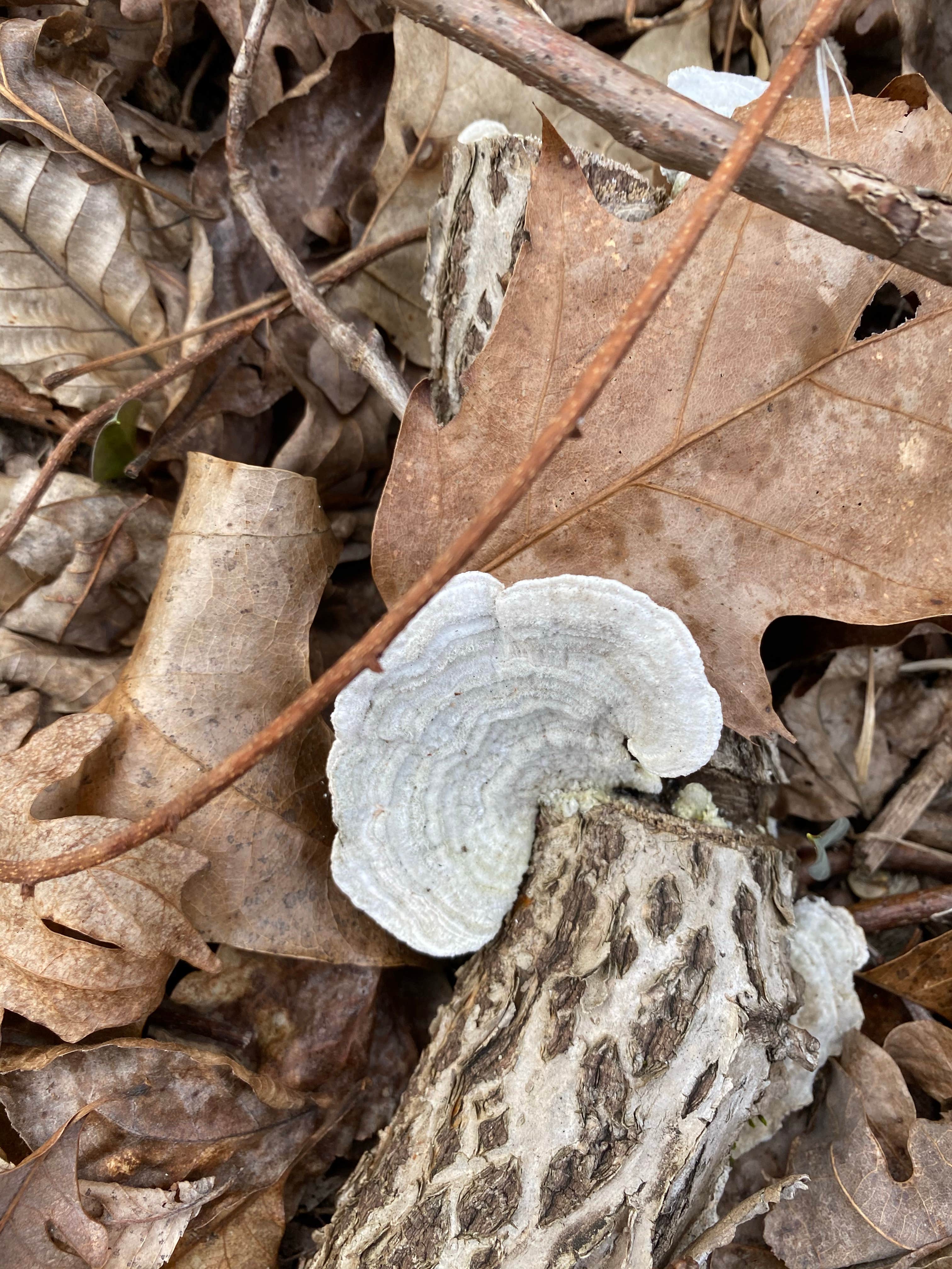 Camper-submitted photo at Stephens State Park Campground near Morris Plains, NJ