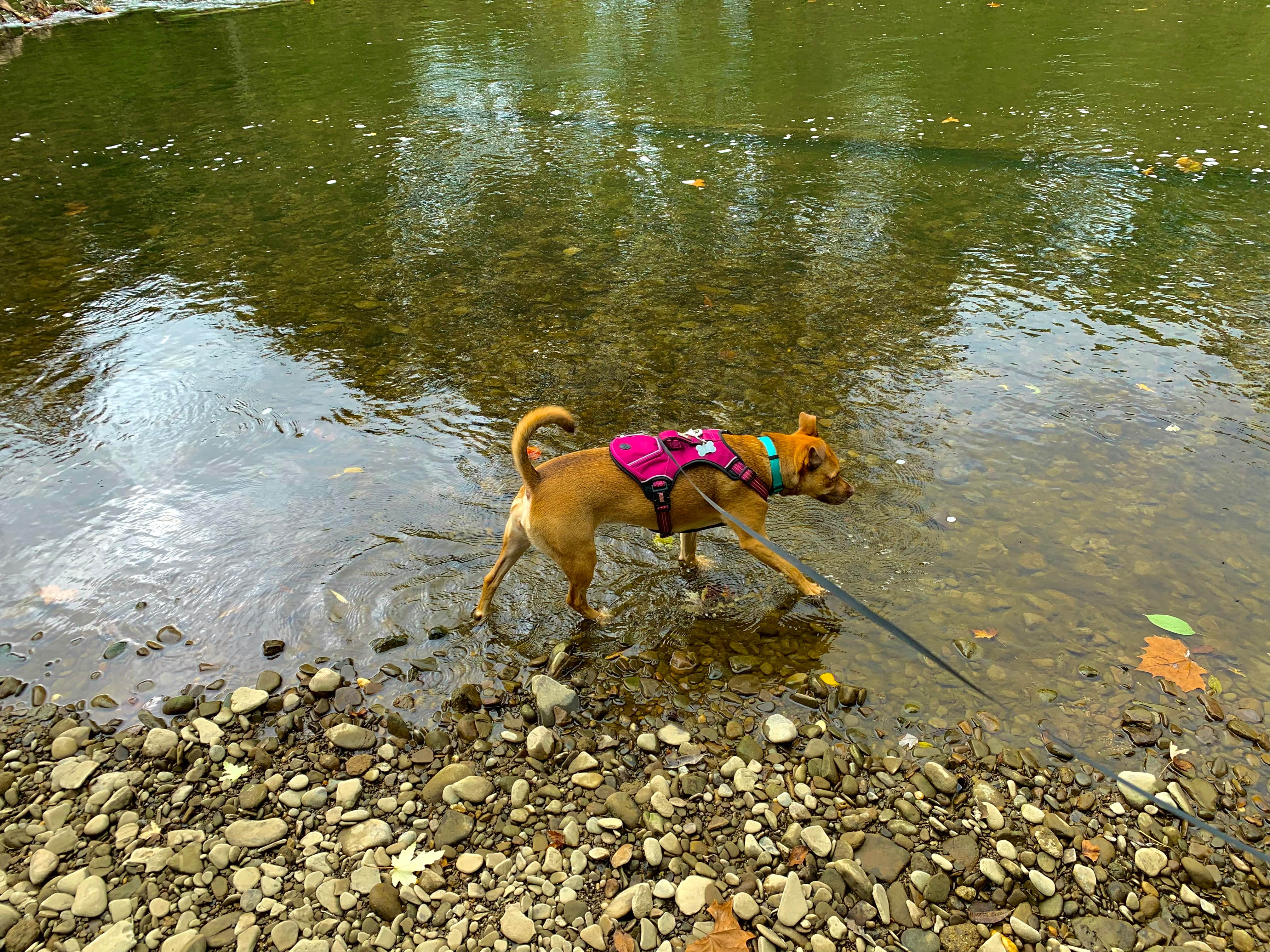 Georgina's photo of camping with pets at Kelly Pines Campground near Rouseville, PA