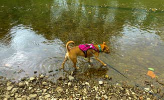 Georgina's photo of camping with pets at Kelly Pines Campground near Rouseville, PA