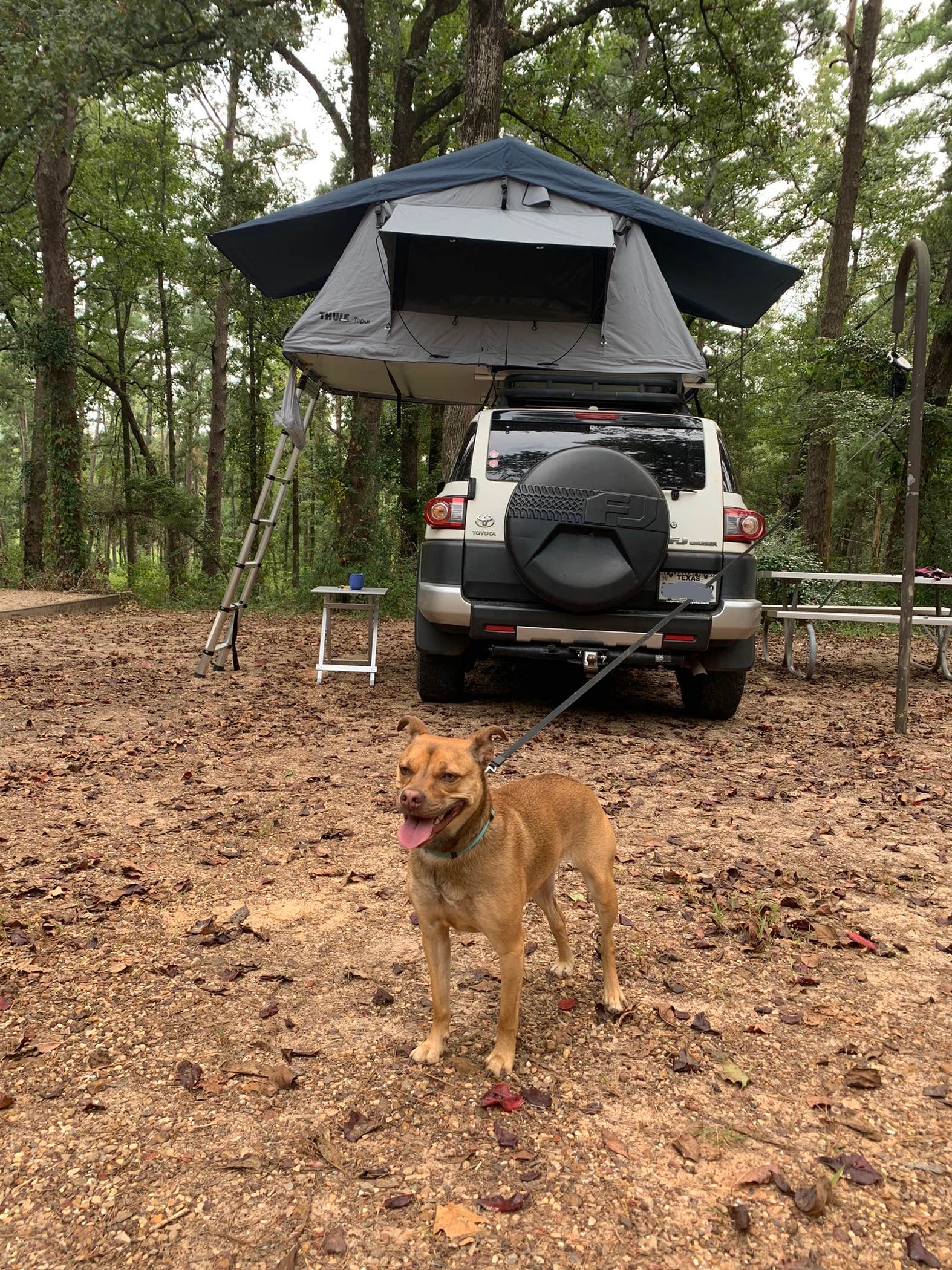 Georgina's photo of camping with pets at Daingerfield State Park Campground near Pittsburg, TX