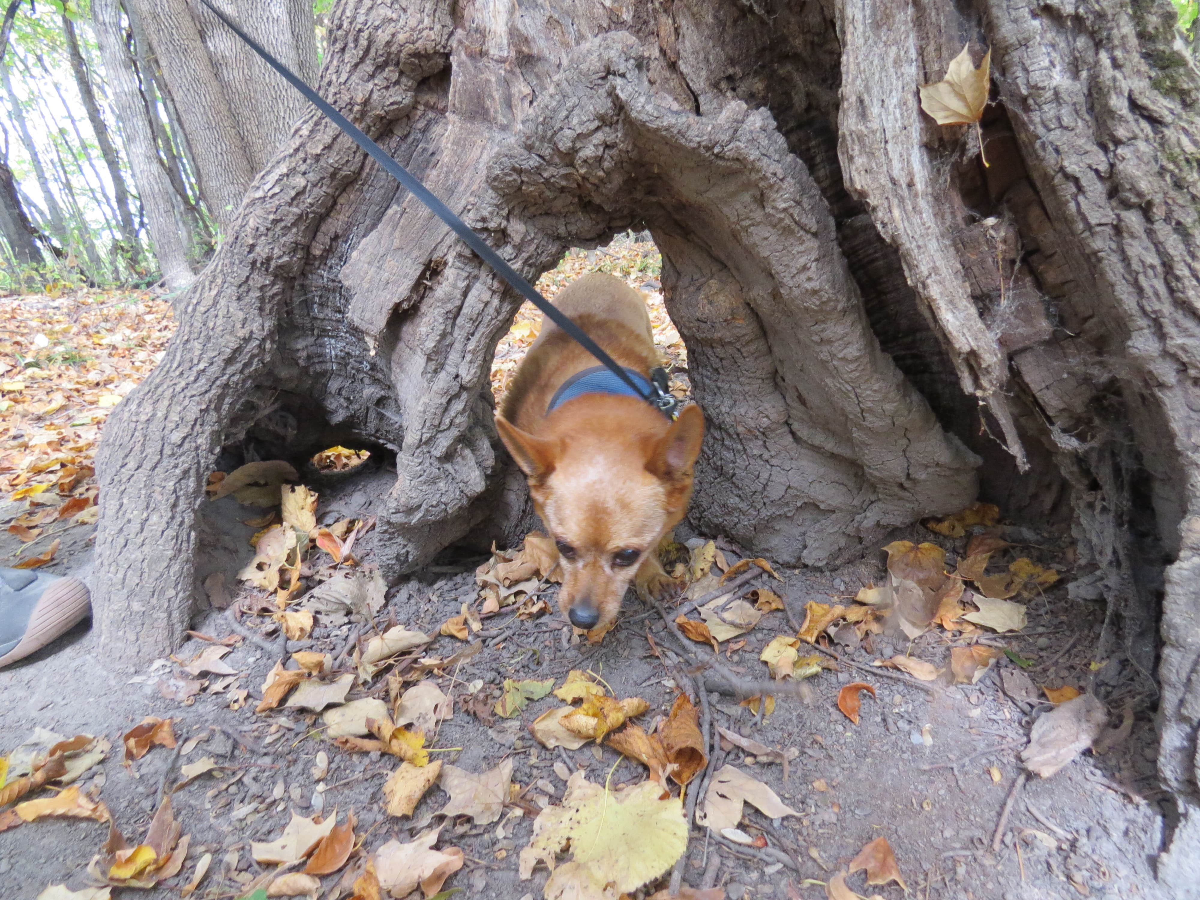 MARY K.'s photo of camping with pets at Rice Lake Campground — Rice Lake State Park near Zumbrota, MN
