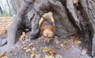 MARY K.'s photo of camping with pets at Rice Lake Campground — Rice Lake State Park near Faribault, MN