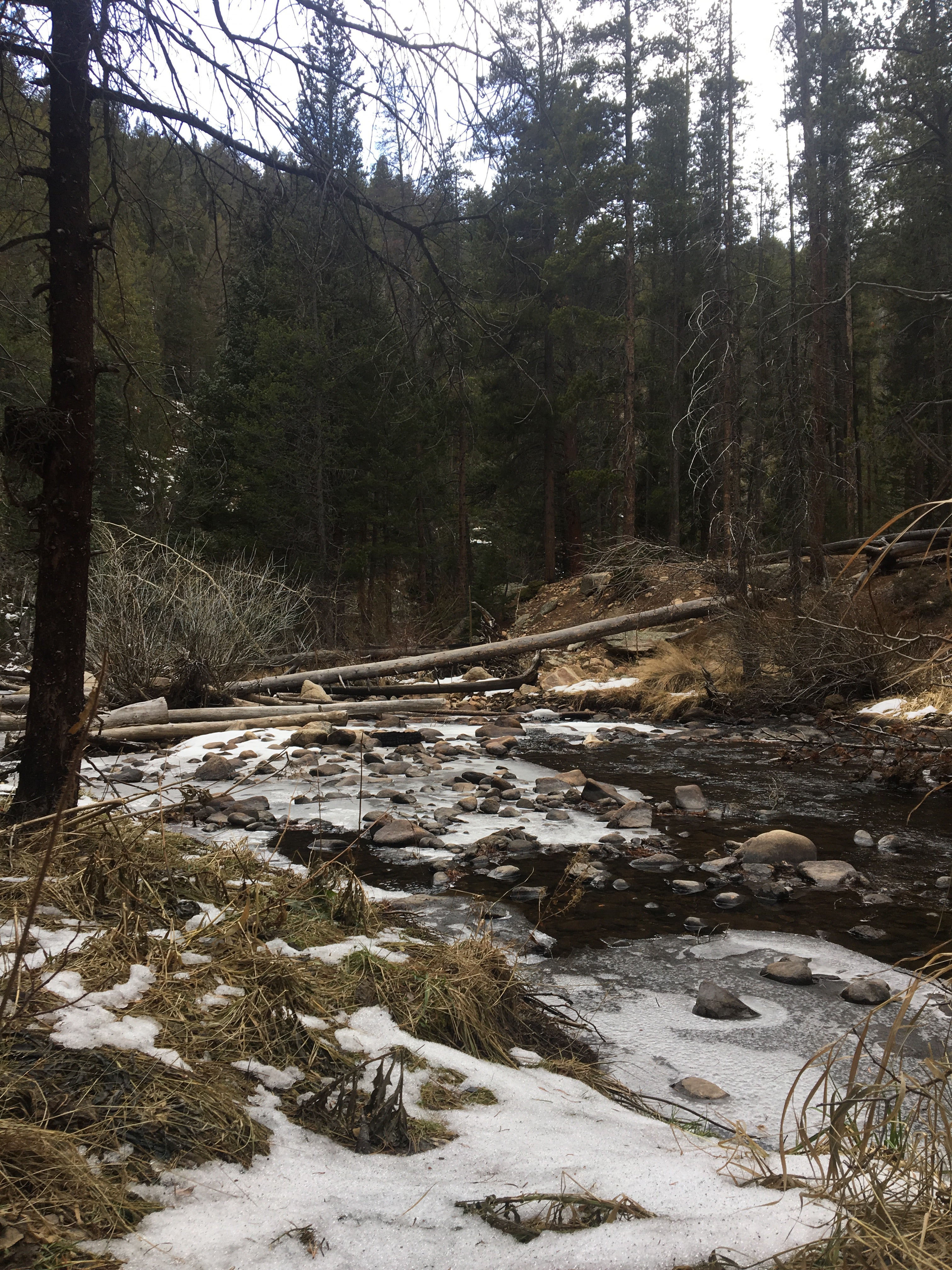 Camper submitted image from Ceran St. Vrain Trail Dispersed Camping - 2