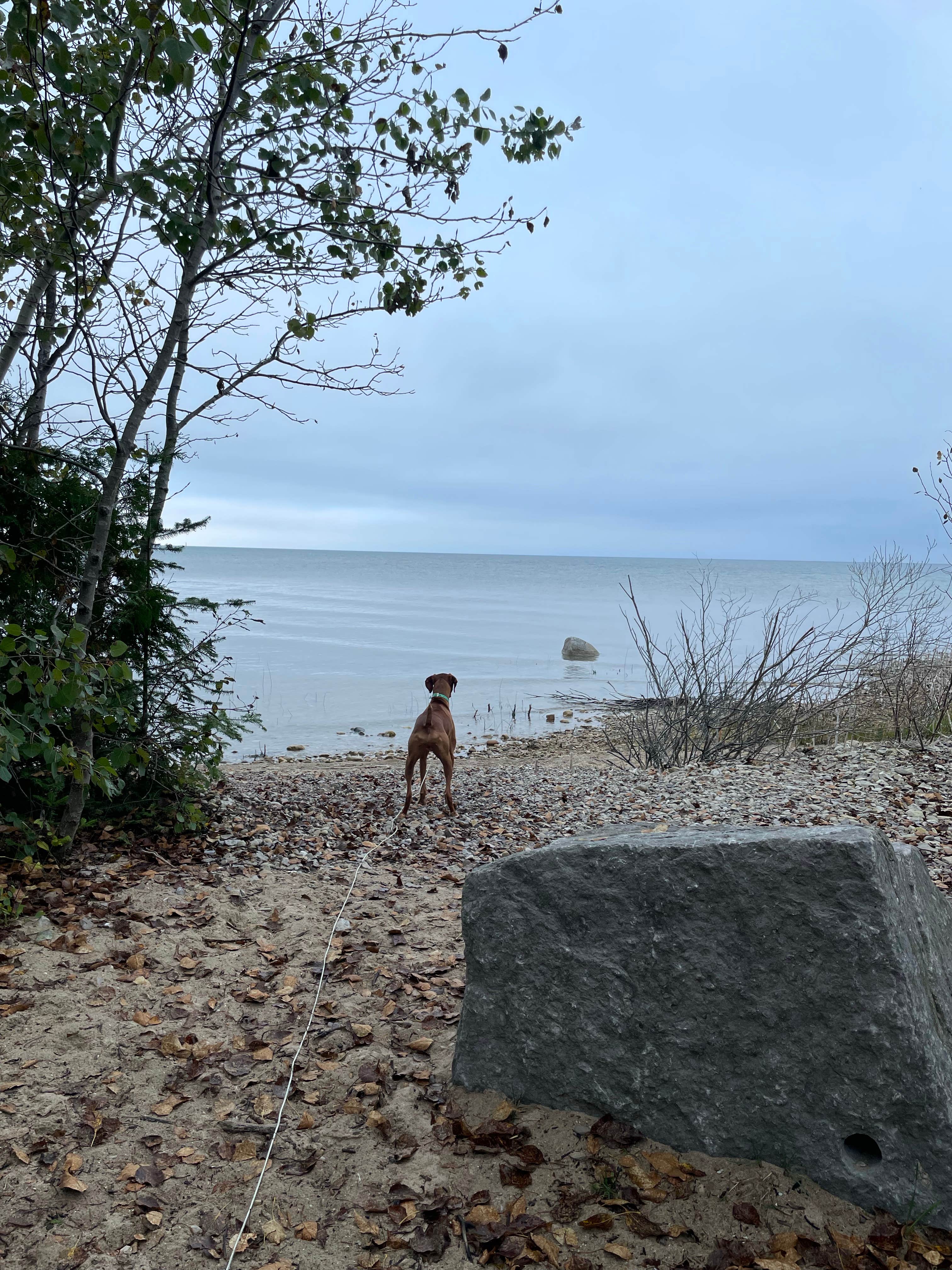 Tracy W.'s photo of camping with pets at Leelanau State Park Campground near Ellsworth, MI