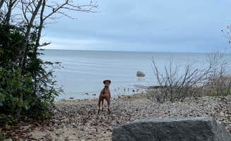 Tracy W.'s photo of camping with pets at Leelanau State Park Campground near Ellsworth, MI