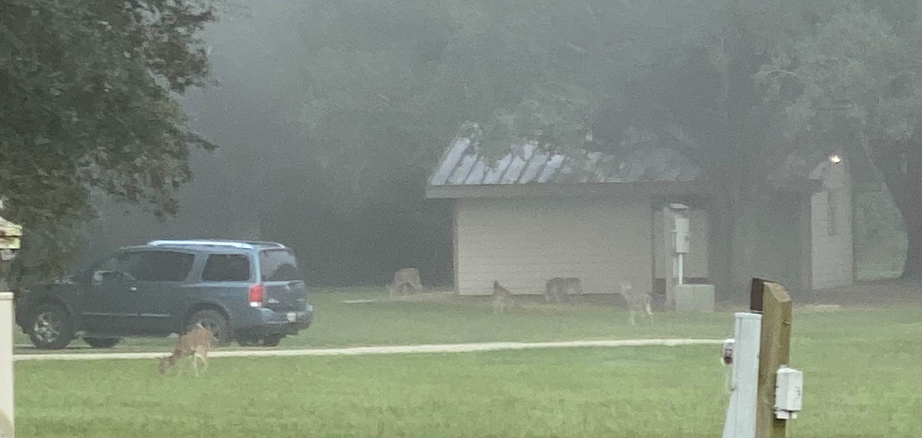 Amy C.'s photo of camping with pets at Brackenridge Recreation Complex near Edna, TX