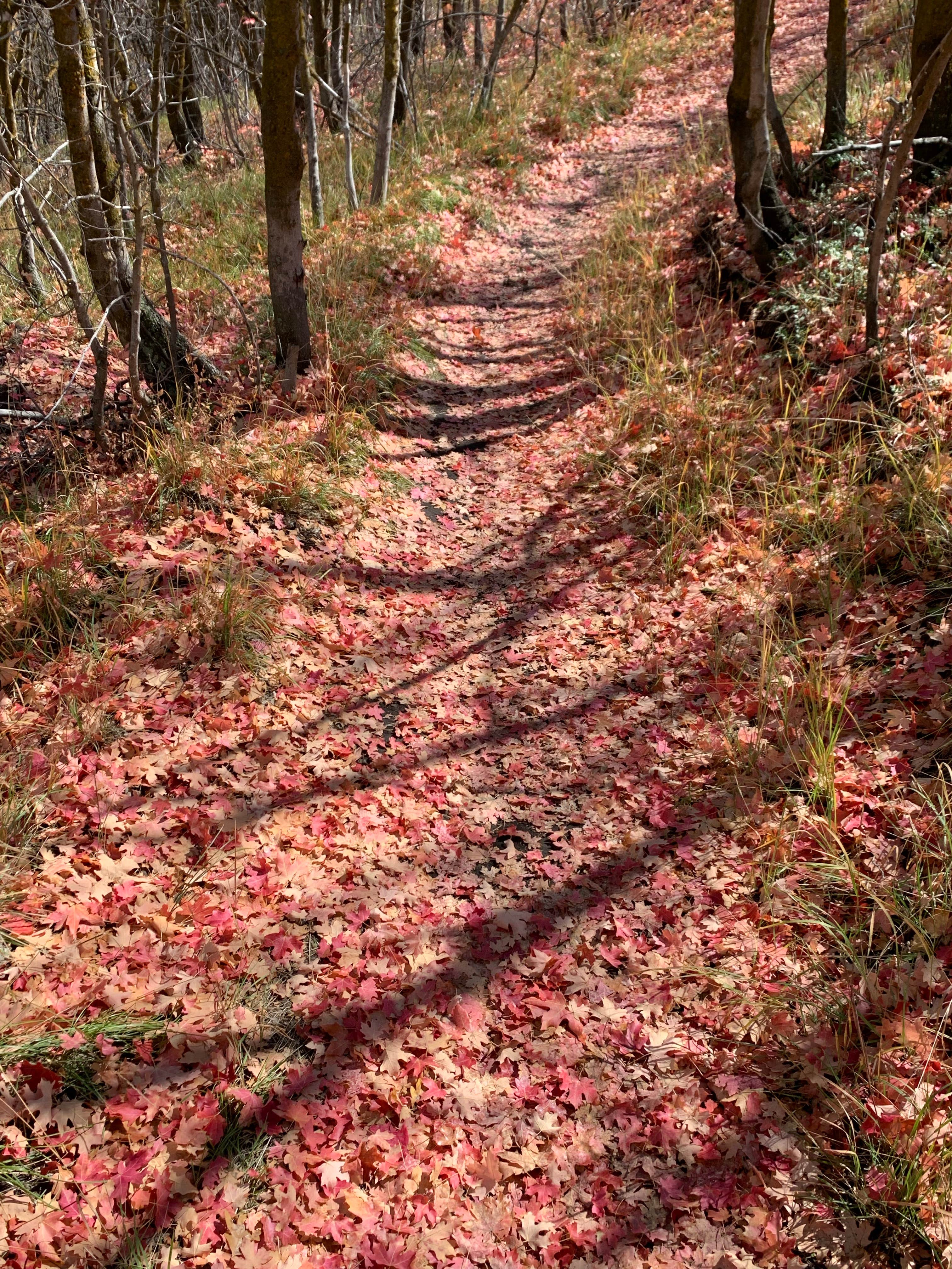Camper submitted image from Pine Creek Campground — Wasatch Mountain State Park - 5